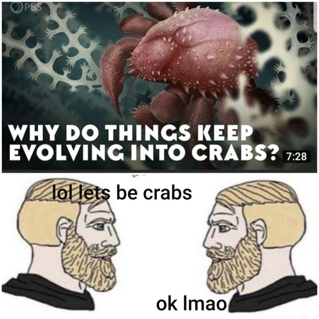do things keep evolving into crabs - 9 Pbs Why Do Things Keep Evolving Into Crabs? lol lets be crabs ok Imao