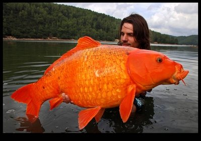 for the record, Mr. Biagini, who has caught many a giant carp in his day, returned the orange fish to the water after having his photo taken.