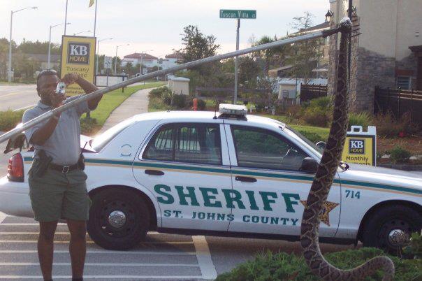 This is why you shouldn't go looking for the golf balls hit 'Out of Bounds' in Florida!!! THIS IS NOT A PYTHON! This is a 15 foot Eastern Diamondback rattlesnake - the largest ever caught on record, in fact. This snake was found Near the St. Augustine outlet, in a new KB homes subdivision just south of Jacksonville FL. A little research revealed th