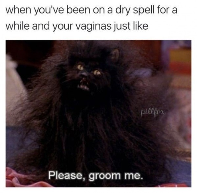 please groom me meme - when you've been on a dry spell for a while and your vaginas just pillfox Please, groom me.
