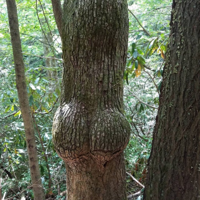 20 Trees That Look Like Butts
