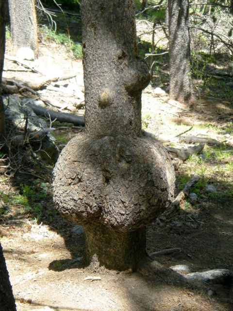 20 Trees That Look Like Butts