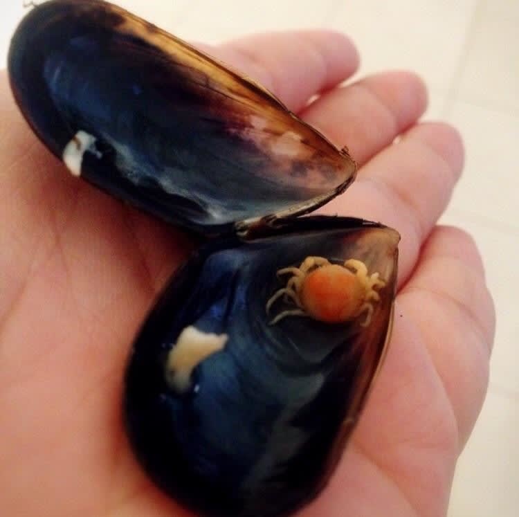 inside a mussel shell