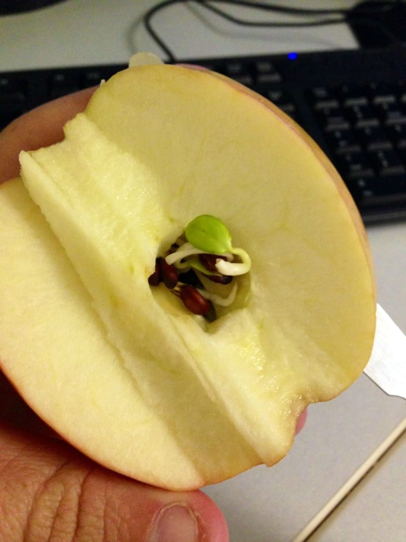 apple seeds sprouting inside apple