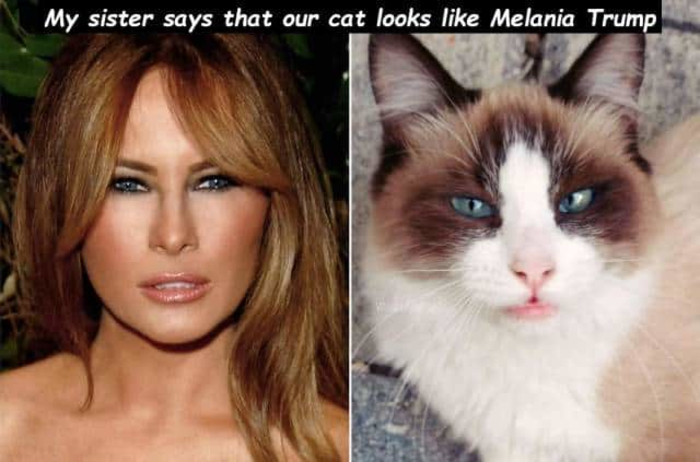random pic michelle obama predator - My sister says that our cat looks Melania Trump
