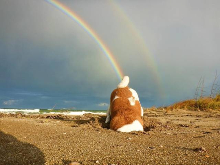 random pic rainbow funny dog