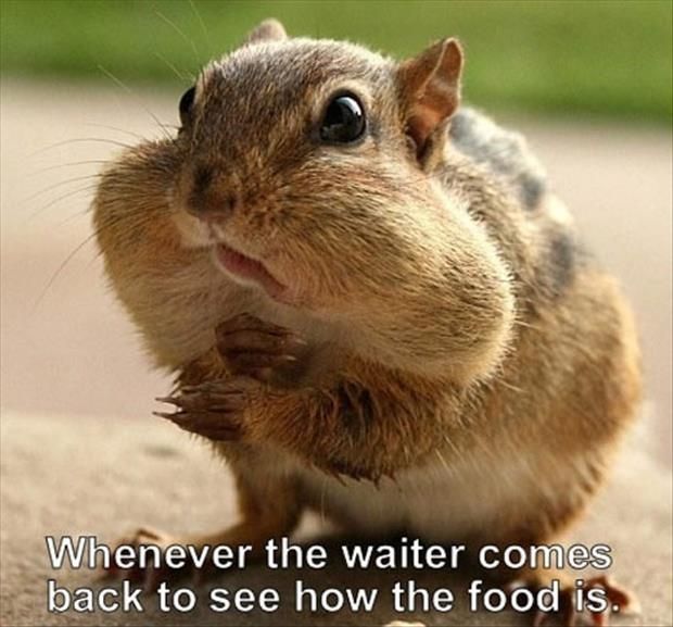 memes - waiter comes - Whenever the waiter comes back to see how the food is.