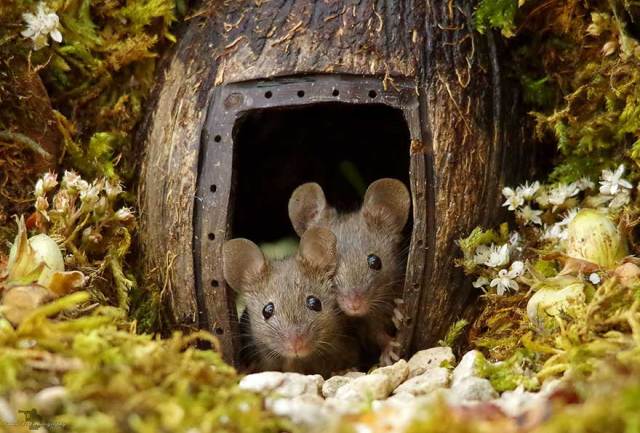 mouse village