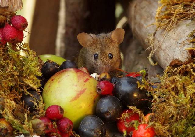 photographer builds village for mice