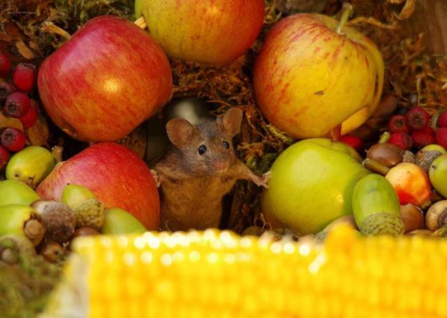 Man Built A Miniature Village For Mice (20 pics)