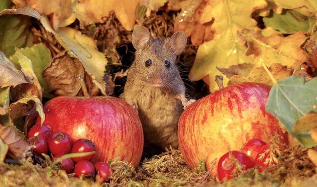 still life photography mouse