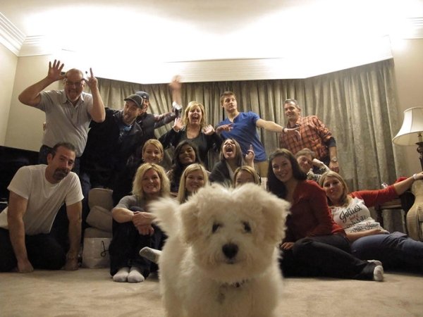 animal dog photobomb family