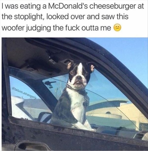 animal boston terrier - I was eating a McDonald's cheeseburger at the stoplight, looked over and saw this woofer judging the fuck outta me e tatum.strangely