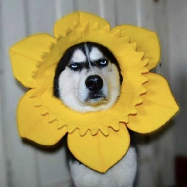 animal husky flower