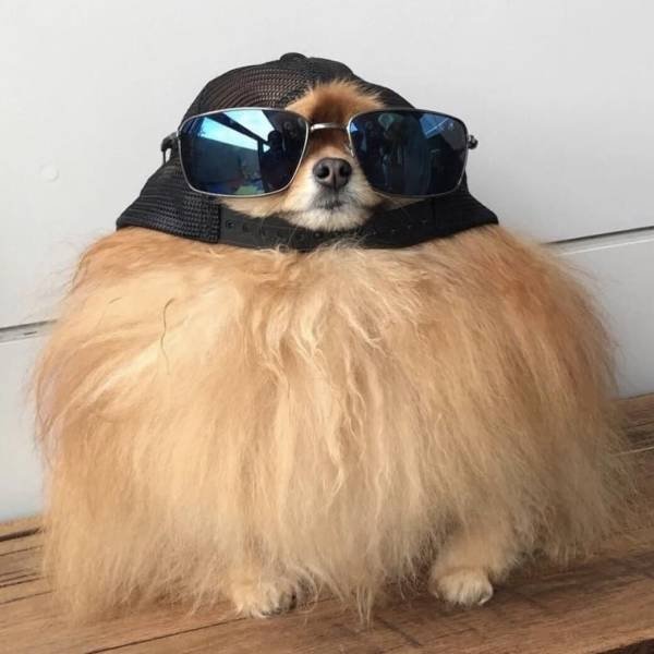 animal pomeranian wearing baseball cap