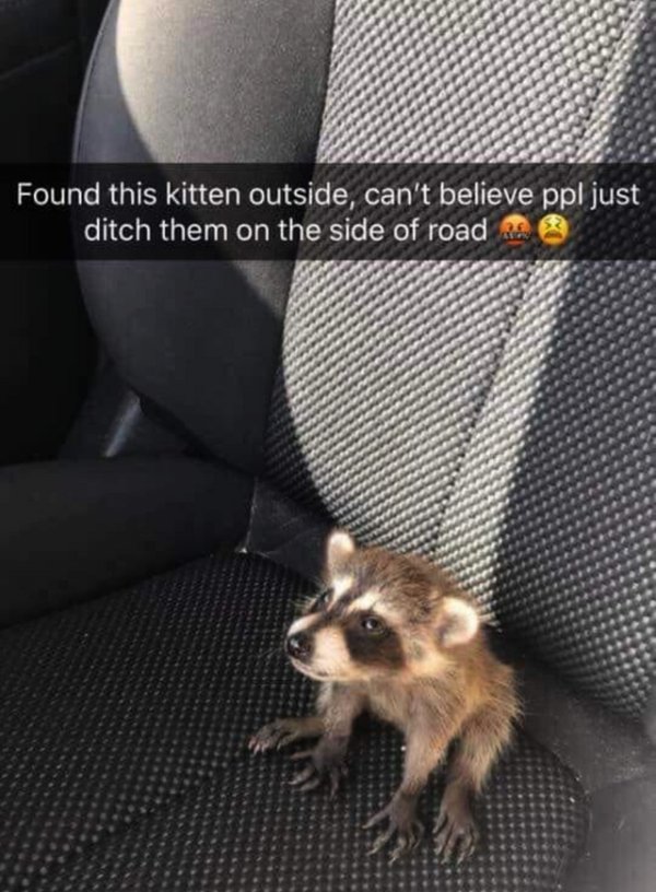 animal teacup yorkie racoon meme - Found this kitten outside, can't believe ppl just ditch them on the side of road