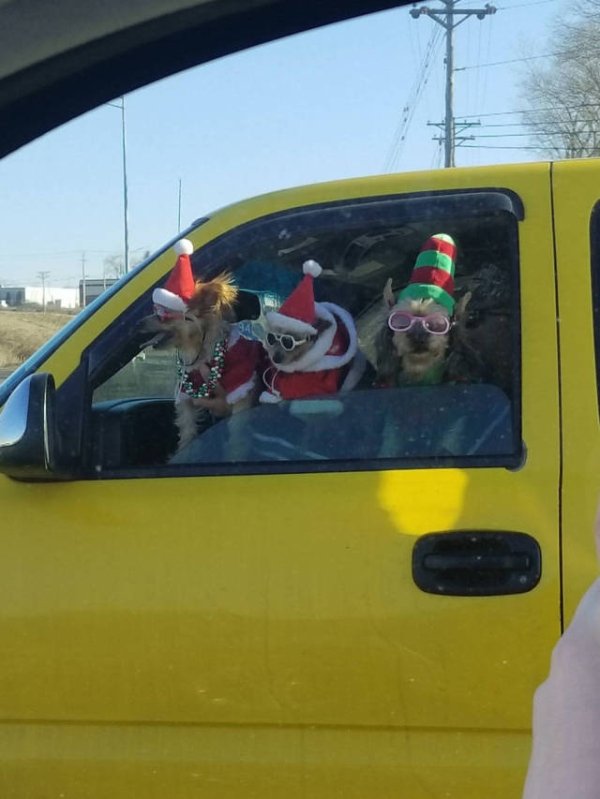 animal vehicle door