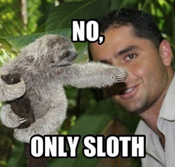 animal sloth no meme - No, Only Sloth