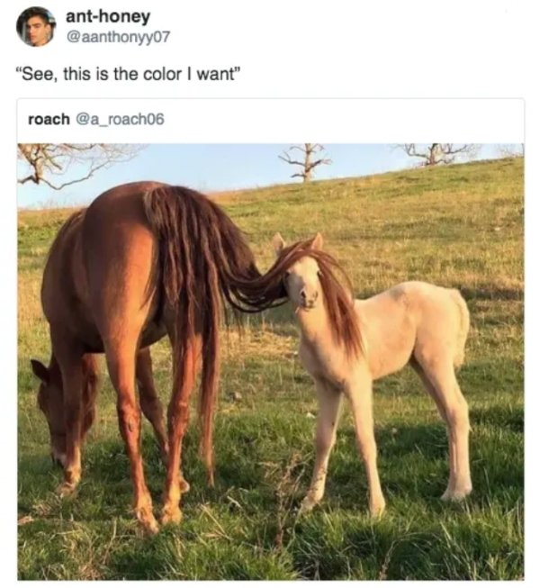 memes - colour i want horse meme - anthoney "See, this is the color I want" roach