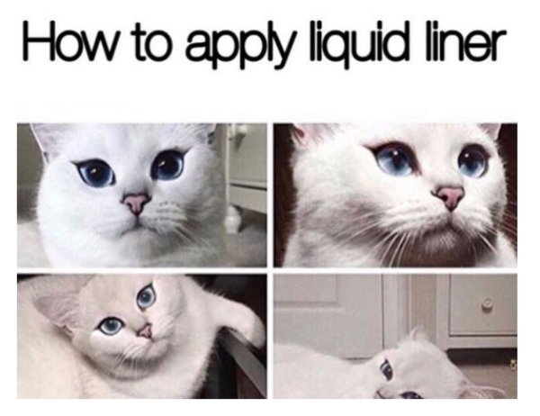 memes - want a cat life - How to apply liquid liner