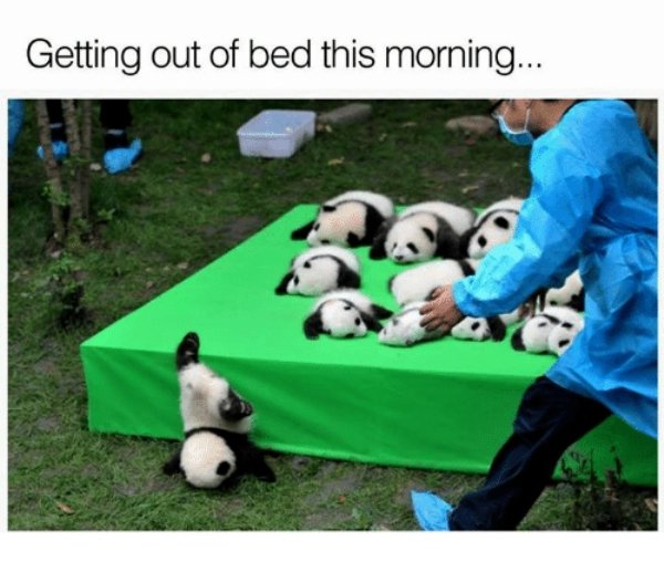 memes - roly poly panda - Getting out of bed this morning...