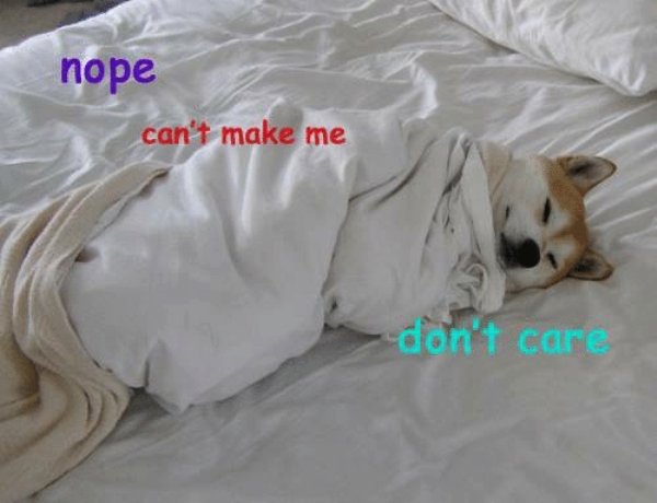 memes - shiba inu in blanket - nope can't make me don't care