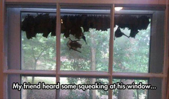 bat hanging on window - My friend heard some squeaking at his window...