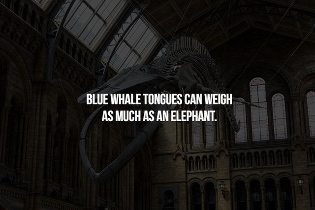 natural history museum - Blue Whale Tongues Can Weigh As Much As An Elephant.