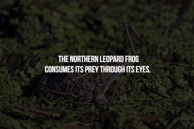 nature - The Northern Leopard Frog Consumes Its Prey Through Its Eyes.