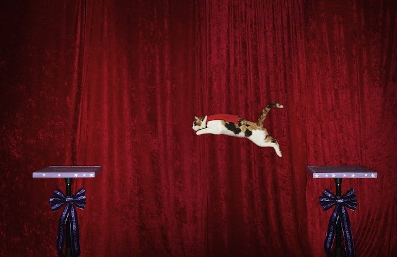Super Cat

Alley, the cat of Samantha Martin of Austin, Texas, set a new record for longest jump at six feet. And Alley’s story is a tale of “rags-to-riches”. She was originally rescued from the streets. Somewhere, Sylvester Stallone is nodding in approval.
