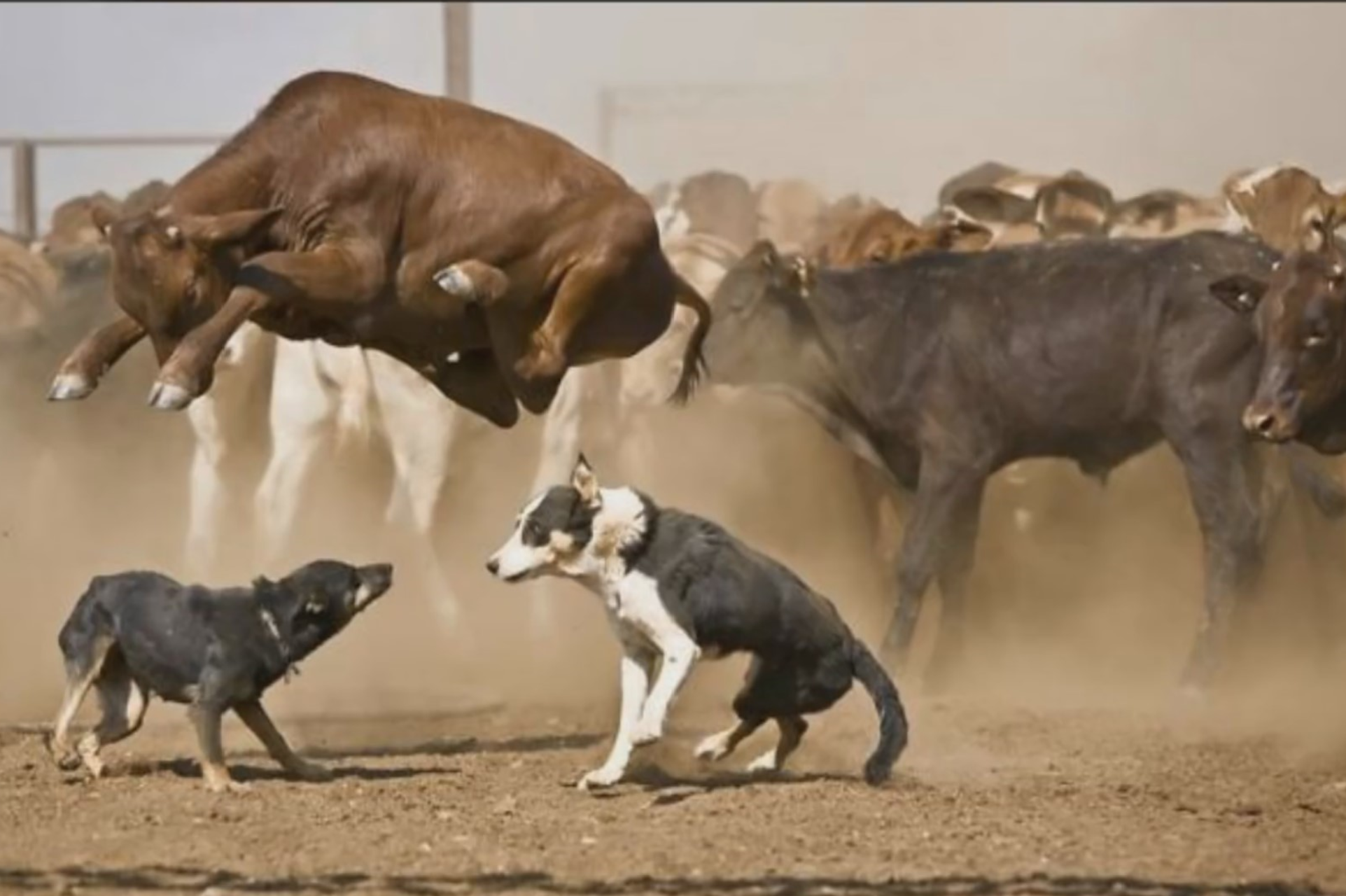 australian cattle dog vs cow