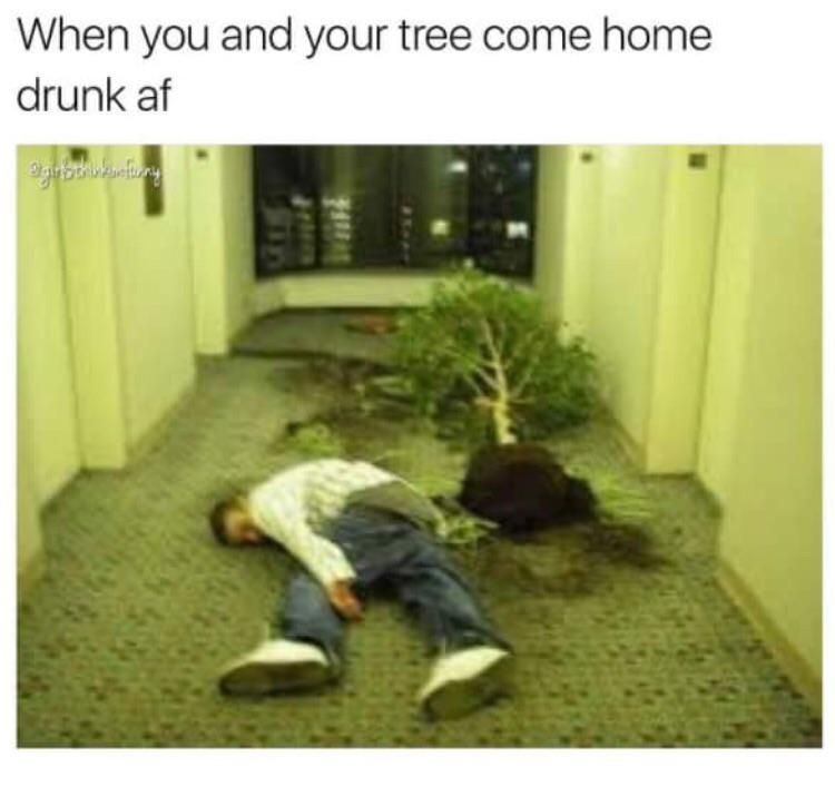 drunk tree - When you and your tree come home drunk af