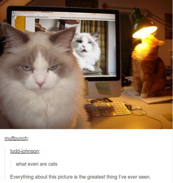 funny tumblr posts about animals - muffpunch toddjohnson what even are cats Everything about this picture is the greatest thing I've ever seen.