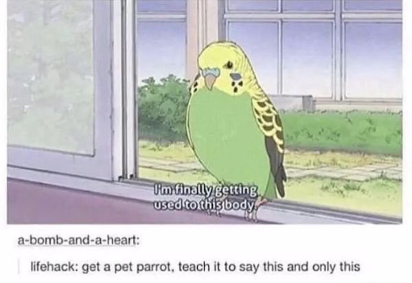 funny parakeet memes - I'm finally getting used to this body abombandaheart lifehack get a pet parrot, teach it to say this and only this