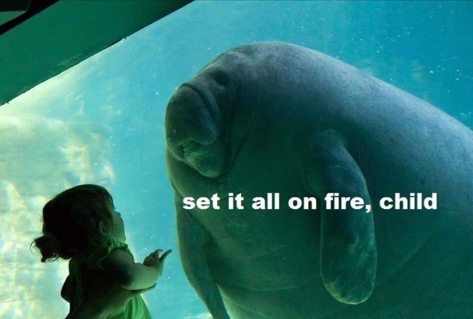 manatee funny - set it all on fire, child