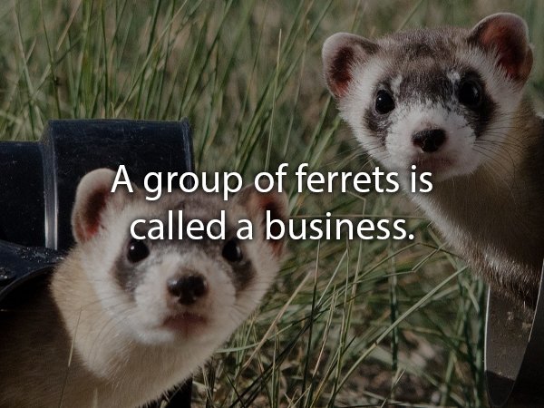 cute black footed ferret - A group of ferrets is called a business.