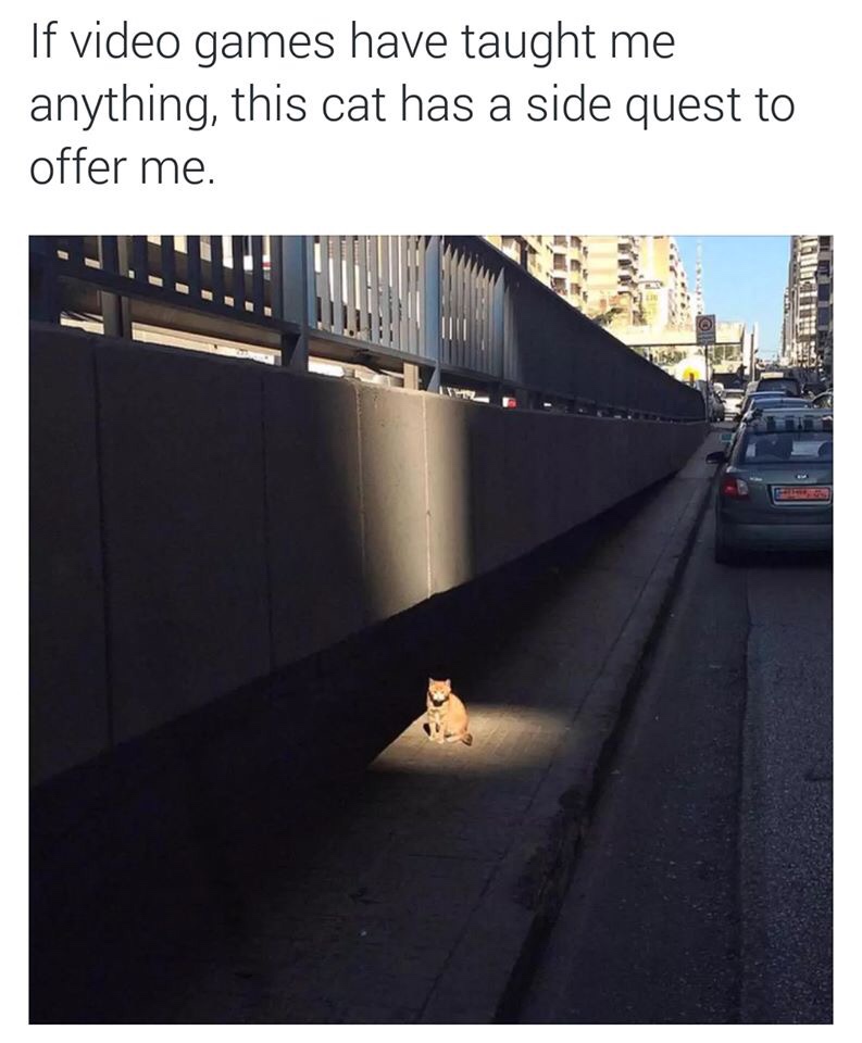 cat has a quest - If video games have taught me anything, this cat has a side quest to offer me.