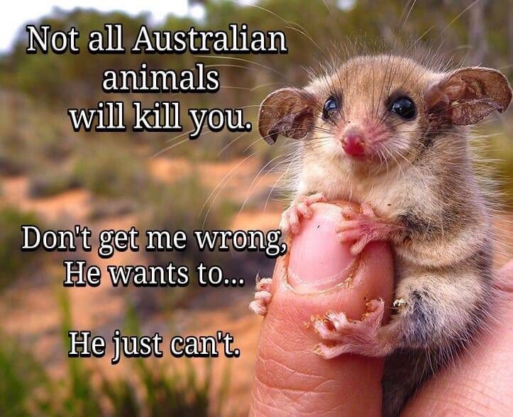 not all australian animals will kill you - Not all Australian animals will kill you. Don't get me wrong, He wants to... He just can't.