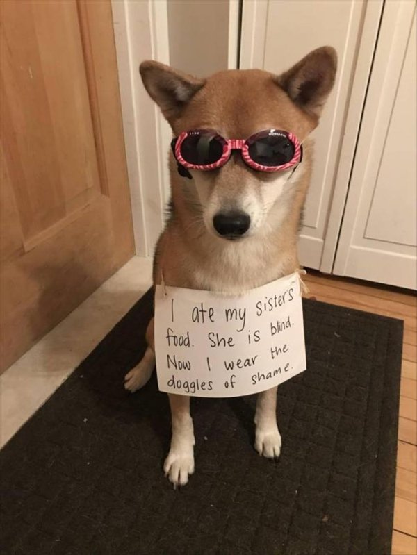 funny animals - I ate my sister food. She is a Now I wear doggles wear the of shame. of shal