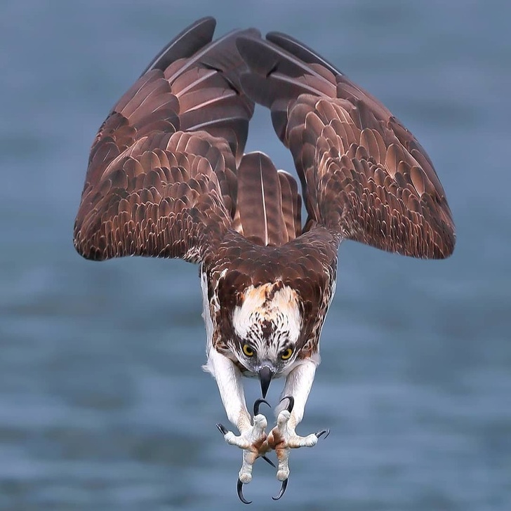 Amazing Eagle.