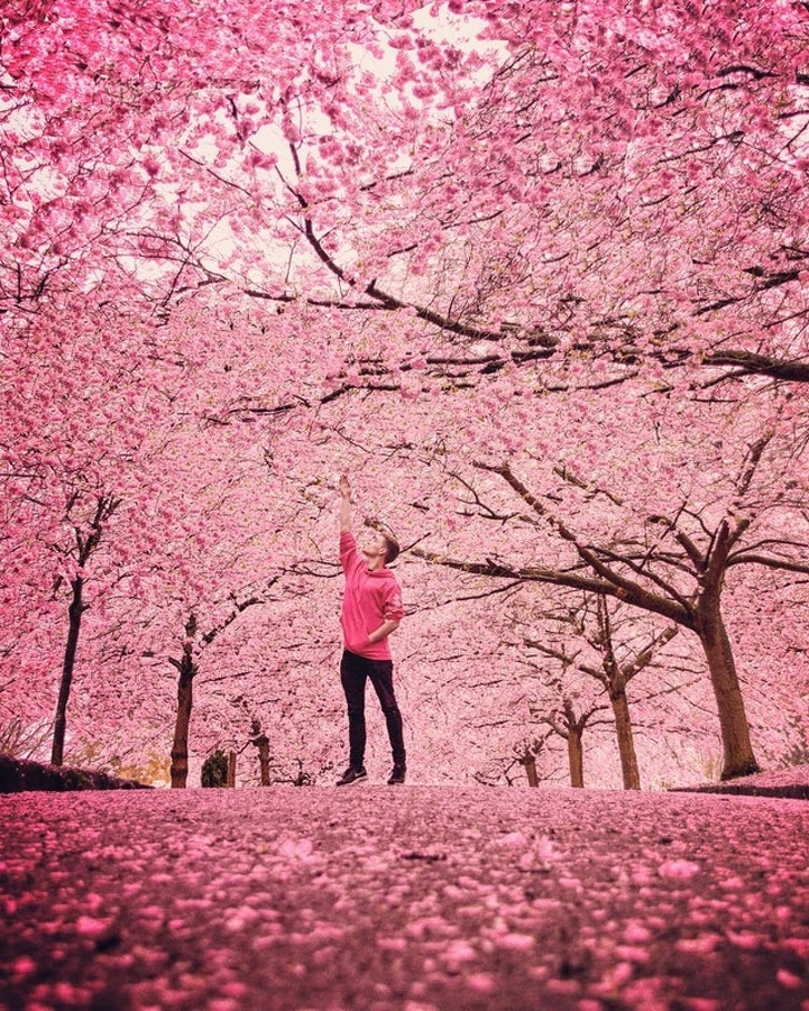 Cherry Blossoms in Copenhagen, Denmark