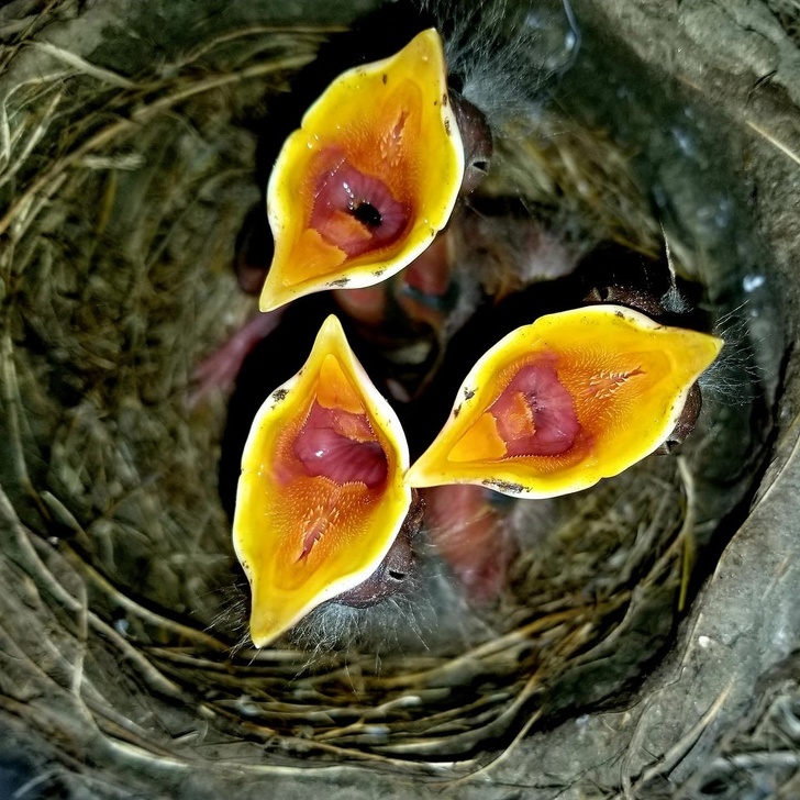 Hungry robins.Which one do you like the most?