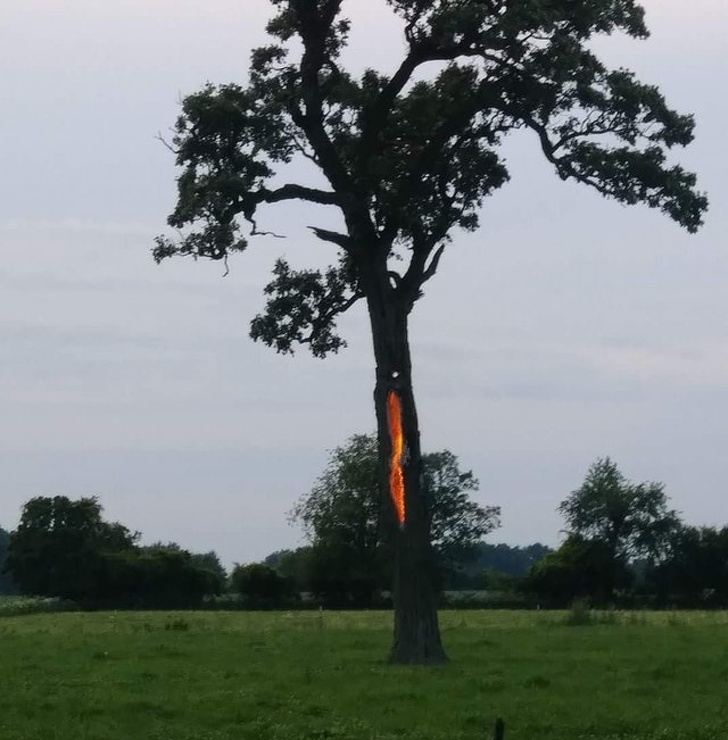 This tree was struck by lightning