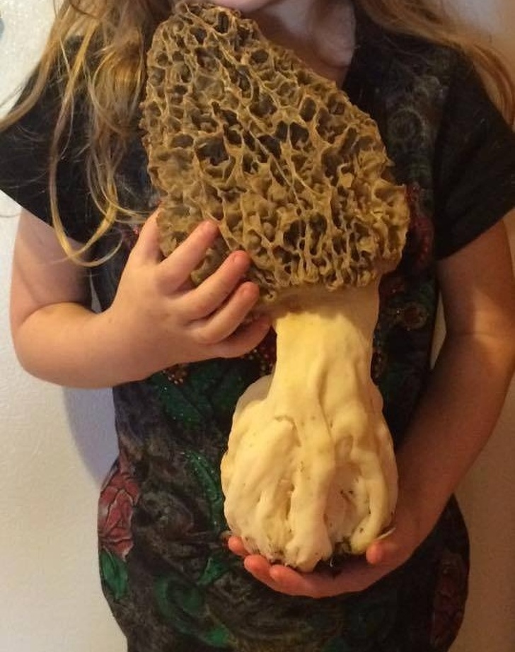 The size of this Morel mushroom.What would you do if you get this.Which picture amazed you the most?Just Tell us in the comment section below!