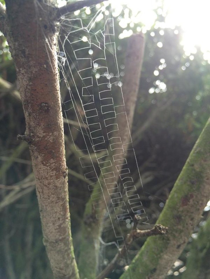 An Amazing spiderweb.