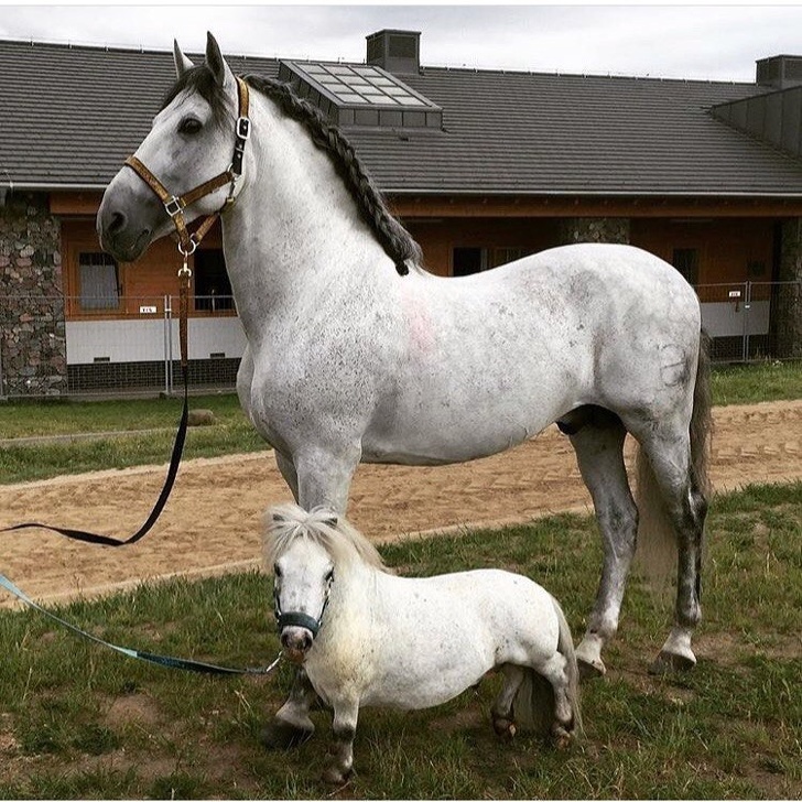 Just a horse and a pony.Which one do you like the most?Just tell us in the comment section below.