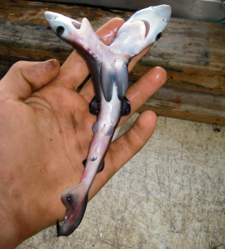 A double-headed shark