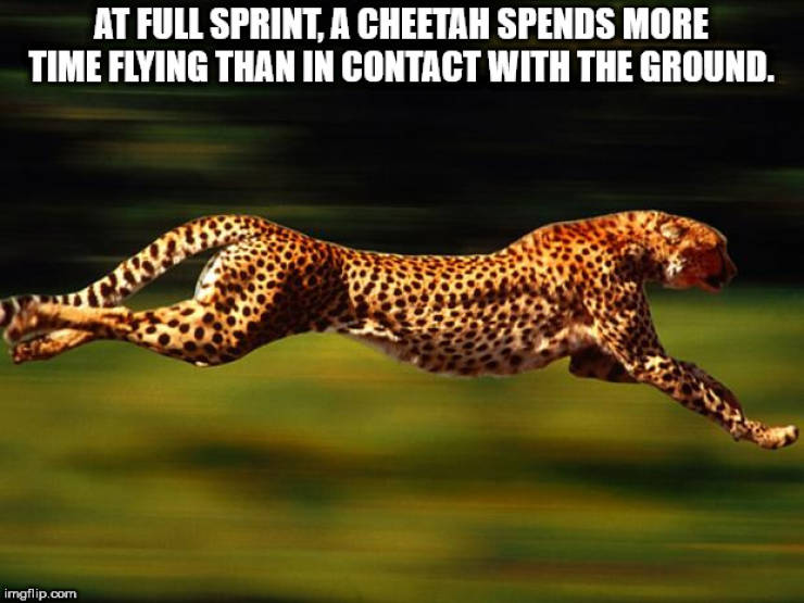 fast animal - At Full Sprint A Cheetah Spends More Time Flying Than In Contact With The Ground. imgflip.com