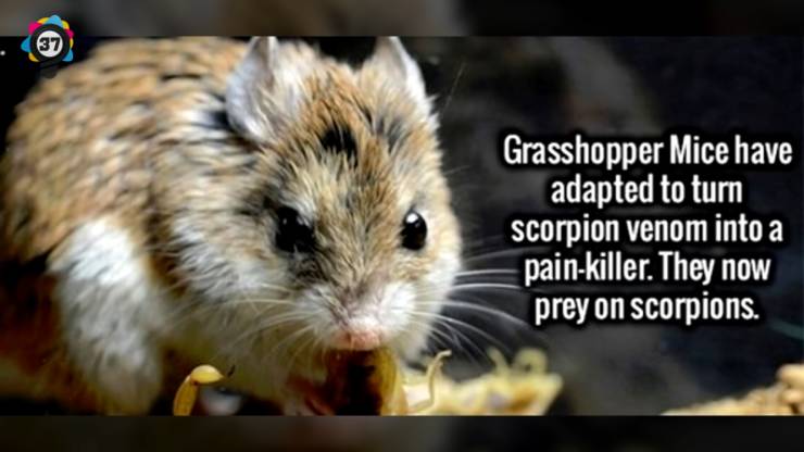 grasshopper mouse - Grasshopper Mice have adapted to turn scorpion venom into a painkiller. They now prey on scorpions.