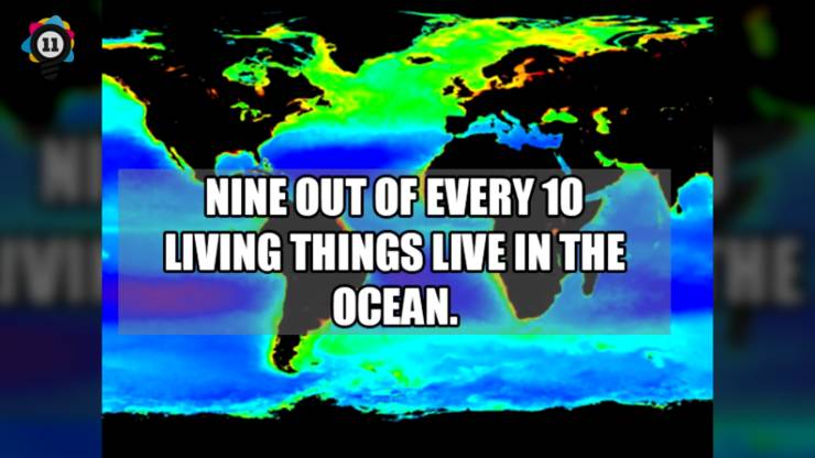 world distribution of plankton - Nine Out Of Every 10 Living Things Live In The Ocean.